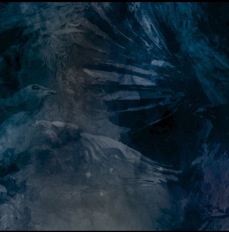 Robin Windstein tweet media