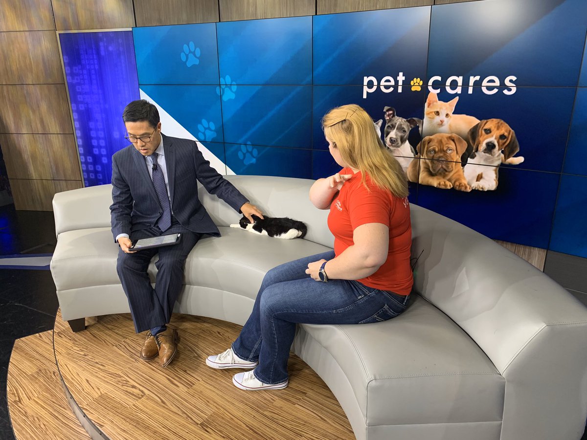 RyanKPIX's tweet photo. Help this sweet 5-month old kitten “Scott” 🐈 find his #ForeverHome - he is ready for adoption at @SeattleHumane 
#Petcares #KOMONews #SeattleHumane #SoNorthwest https://t.co/Qw8HfTftnl