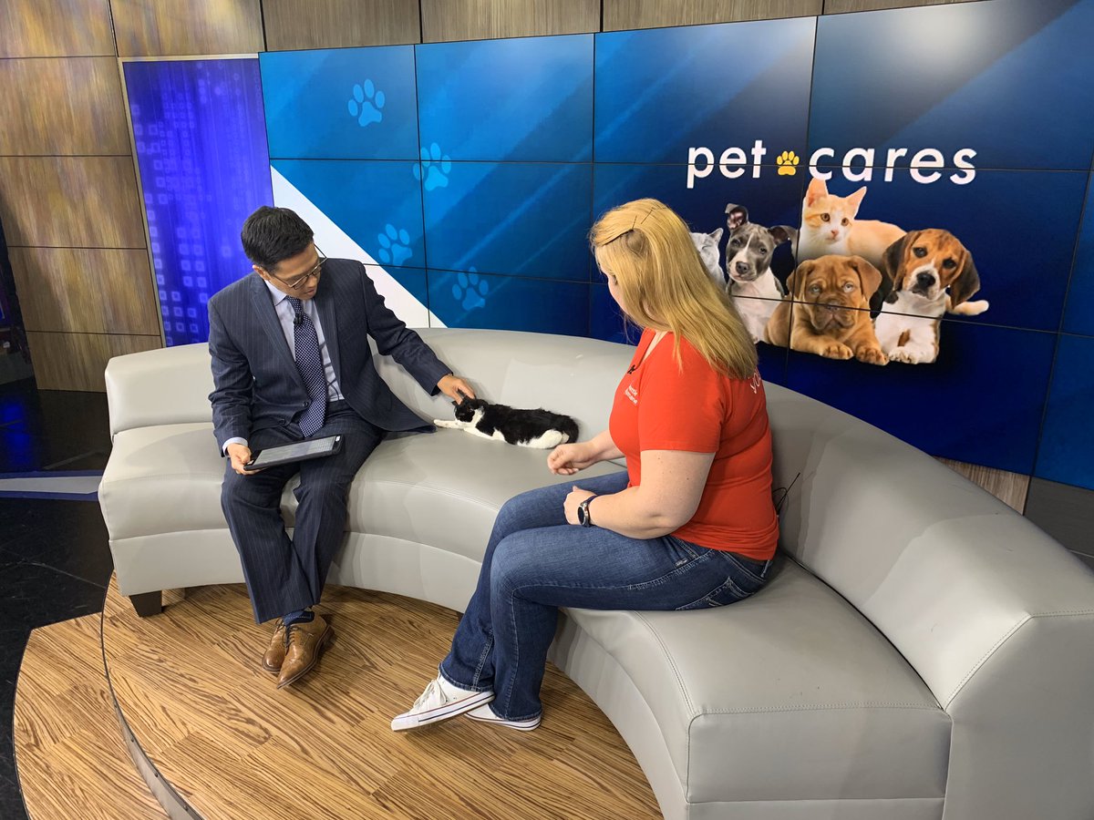RyanKPIX's tweet photo. Help this sweet 5-month old kitten “Scott” 🐈 find his #ForeverHome - he is ready for adoption at @SeattleHumane 
#Petcares #KOMONews #SeattleHumane #SoNorthwest https://t.co/Qw8HfTftnl