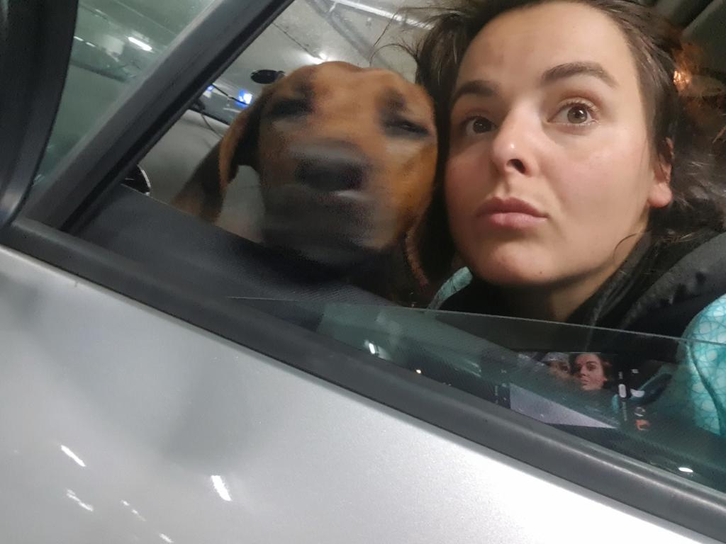 MarionFiedlerTN's tweet photo. Shesaghost! ๐ป (and I imitated the ghost's face but cannot do the ghost blur.... mhhh... ๐)
#funnyselfie #halloweenisnotover #rhodesianridgeback #aMarionThang https://t.co/xC1GaCVnRc