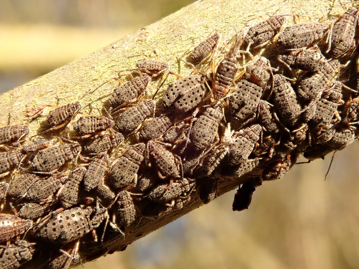 4peatssake2's tweet image. Tuberolachnus salignus aka Giant Willow Aphid #HumberheadLevels 28/10/2019 🦟Hundreds if not thousands sunning themselves on exposed (predominantly dead) branches #aphids #Aphidoidea #Hemiptera