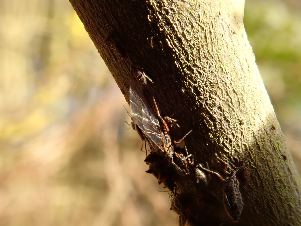 4peatssake2's tweet image. Tuberolachnus salignus aka Giant Willow Aphid #HumberheadLevels 28/10/2019 🦟Hundreds if not thousands sunning themselves on exposed (predominantly dead) branches #aphids #Aphidoidea #Hemiptera