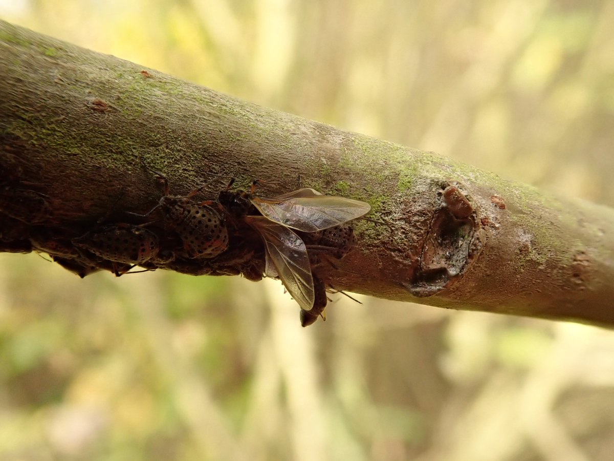 4peatssake2's tweet image. Tuberolachnus salignus aka Giant Willow Aphid #HumberheadLevels 28/10/2019 🦟Hundreds if not thousands sunning themselves on exposed (predominantly dead) branches #aphids #Aphidoidea #Hemiptera