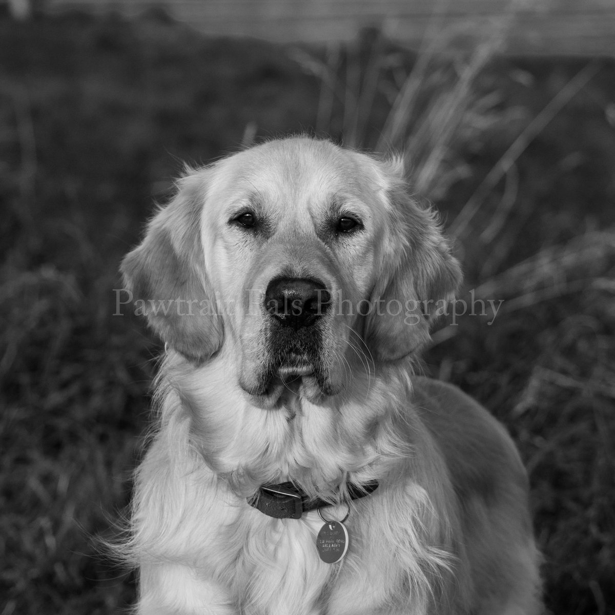 Pawtraitpals's tweet image. Fact about Tom Won’t play with a dog he doesn’t know. He has to walk or be around it for about 15/20 minutes before he’ll eventually give in 😂#pawtraitpals #Tom #withdrawnguidedog #GoldenRetriever #DogsofTwittter