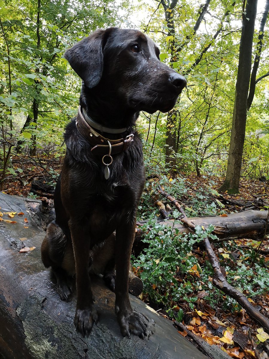 🐾Mein #Wald, mein #Heim. Nach der Sonnen-Kur, folgt die Schlammpackung🐶. Keine Ahnung warum Frauchen, das blöd findet. 🐾