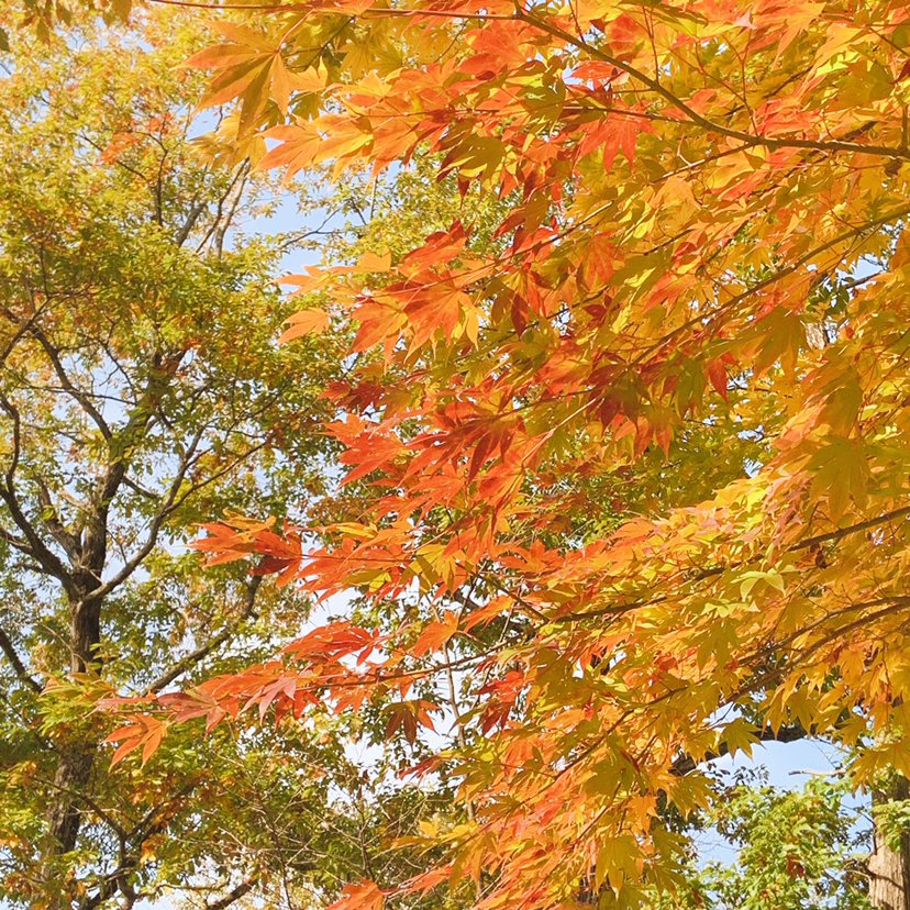 今朝の山探索 