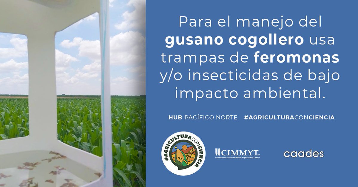 ACCIMMYT's tweet photo. #AgriculturaConCiencia | El uso de plaguicidas convencionales incrementa los costos de producción. El #ManejoAgroecológicoDePlagas es una alternativa viable para reducir la densidad e impacto de plagas. 
#Tip cortesía de @CaadesSinaloa y @Hub_PACNorte https://t.co/UlywZ1YT5u