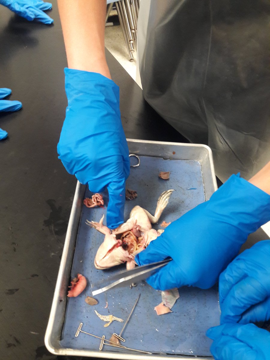 ajlivingston200's tweet photo. @wildcats_wms exploring body systems #waysidescience #EMSscience #WMS2019 @KRobertsWMS @parisitp https://t.co/6nMu3LIGFd