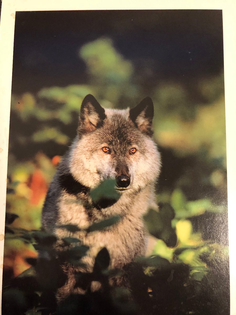 ByTimLayden's tweet image. Pat Tillman would have turned 43 today. I wrote about him in 1997 when he was a senior at ASU. A few days later, he sent me this card, which I haven't previously shared. Everything about it is perfect: The (lone) wolf. The meticulous note, written with such care. Who he was.