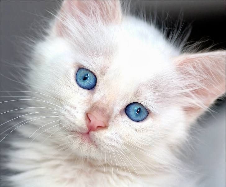 J. Pascual on Twitter: "Y sabías que si un gato blanco con azules es muy probable sea sordo? https://t.co/tO2FTB836W" / Twitter