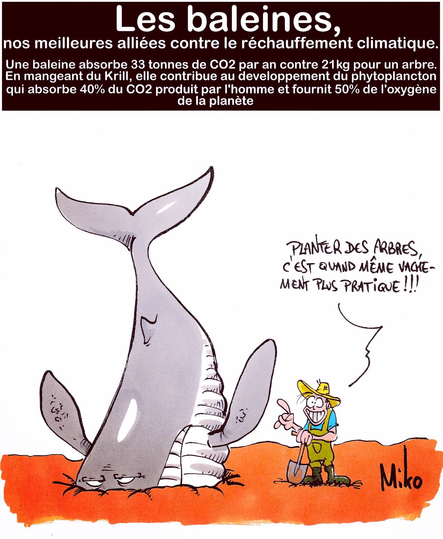 Miko Les Baleines Bien Plus Efficaces Que Les Forets Pour Lutter Contre Le Rechauffement Climatique Et Ce N Est Pas Une Blague Fmi Ecologie Dessin Ocean Oxygene Co2 Krill Phytoplancton