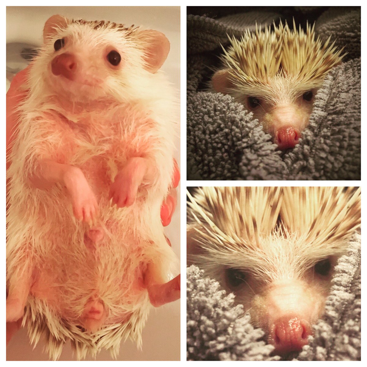 Store Paws tweet media