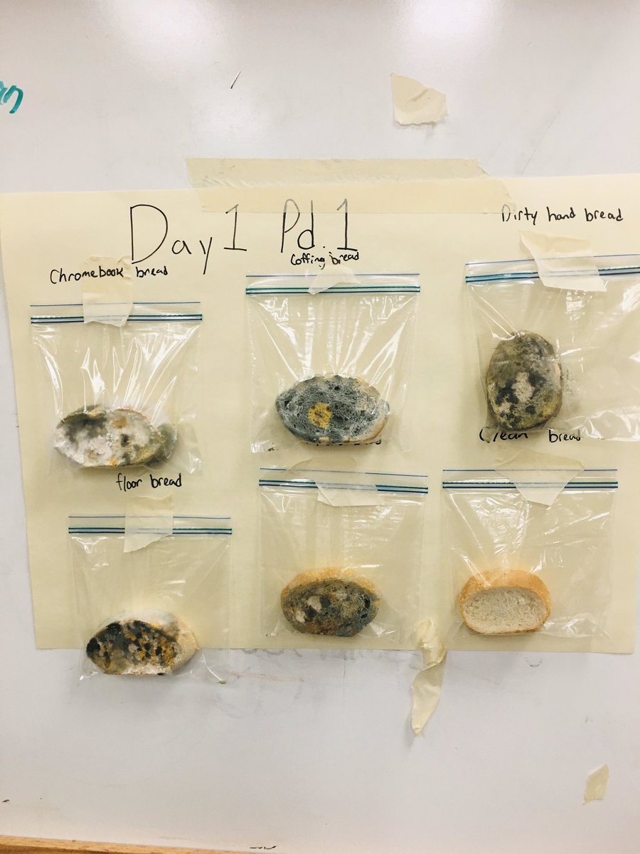 This is the perfect bread experiment. We used fresh bread and touched it with clean hands, dirty hands, our phones, our chrome books and tested the five second rule. The only bread that stayed unmolded was the clean hand bread. #washyourhands #kmsfcs #pa_fcs #sayyestofcs