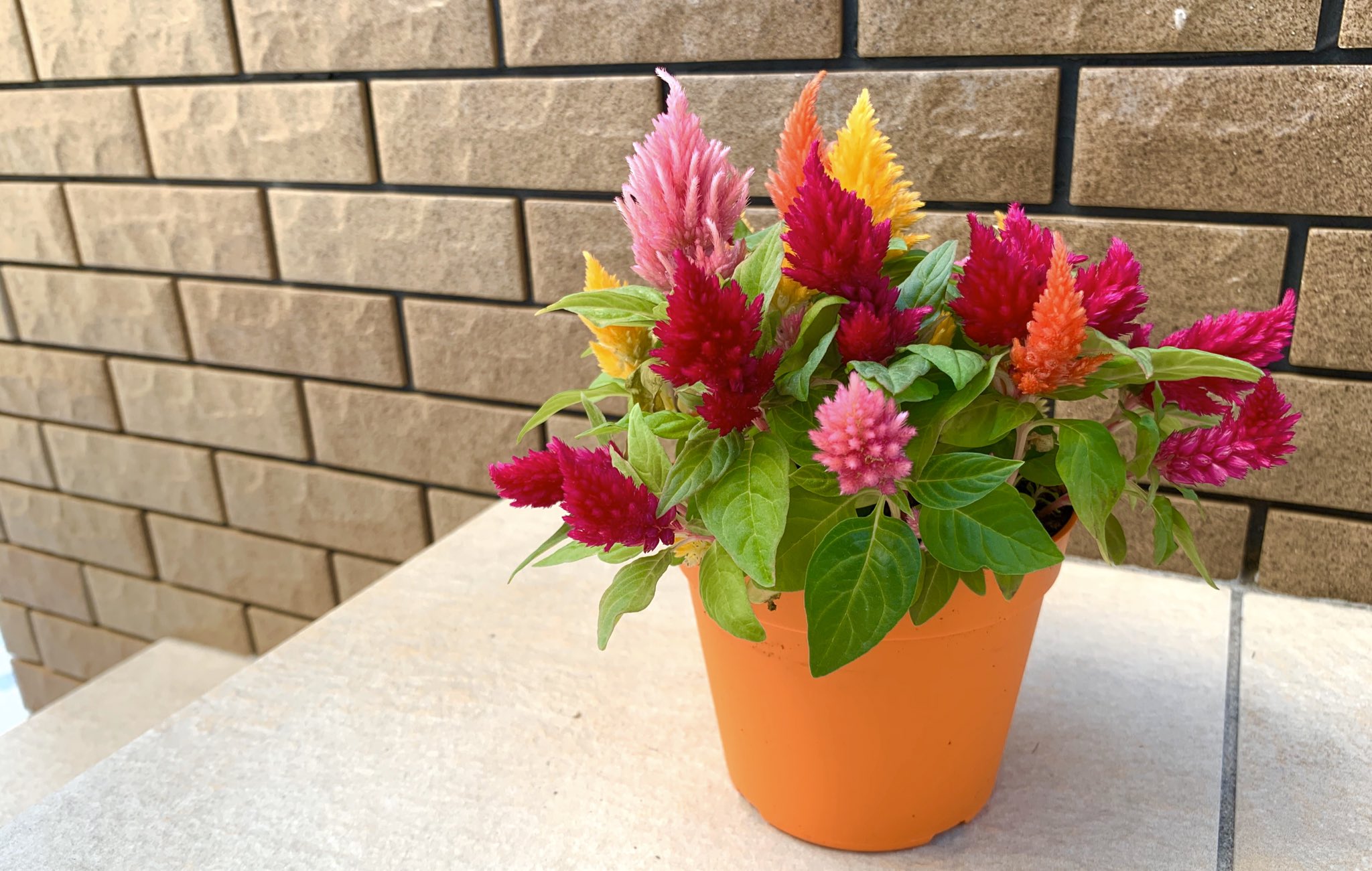 Morikumi ケイトウがあまりにも可愛かったから シーズンオフが近いお花みたいだけど 陽当たりのいい所でしばらく愛でます ケイトウ ケイトウきもの ハッピーキャンドル T Co Safmb7jbz6 Twitter