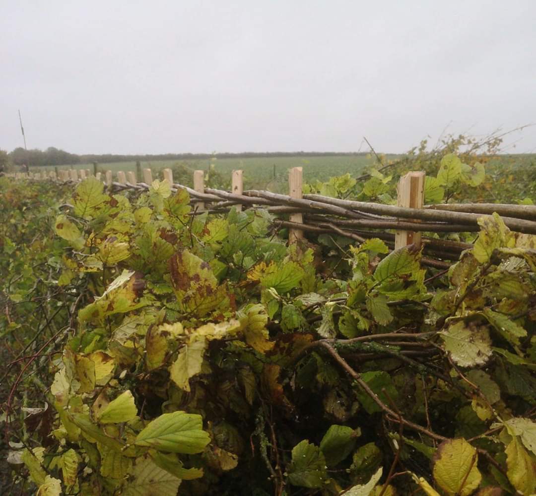 It's that time of year again...
•
•
#wonderwoodwillow #hedgelaying #hedges #conservation #naturalengland #cotswolds #oxford #cambridge #norfolk