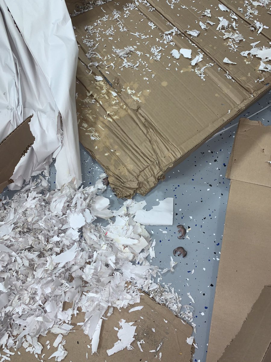 Cedeno_0's tweet photo. I NEVER use twitter but @Lowes what the hell goin on here ?! 🤨🤨 this is some messed up S*** ! Delivering items packed with dead animals ! Y’all don’t have any quality control check ?! 🧐 #badbusiness #NASTY https://t.co/V4vJHC4083