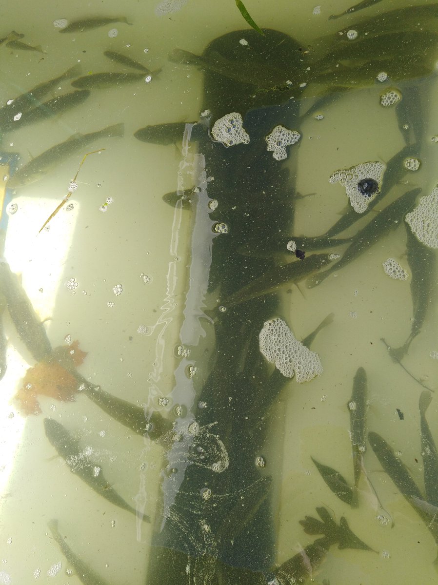 kyfisheriesc's tweet photo. 1,671 #bass were removed from #BeaverLake today and stocked into #GuistCreek & #EasyWalker lakes. Fish removed were 4-11 inches. Recent rains have refilled Beaver Lake and water temps are in the low 50's. https://t.co/Wj2AEzDRNQ