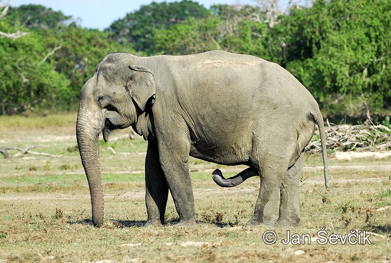 Penis elephant Animal Penis