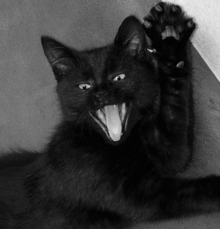 Gypsy Jane.... Waya Reign Rosalana 🥀🐺 (@raevenmoon1111) on Twitter photo 