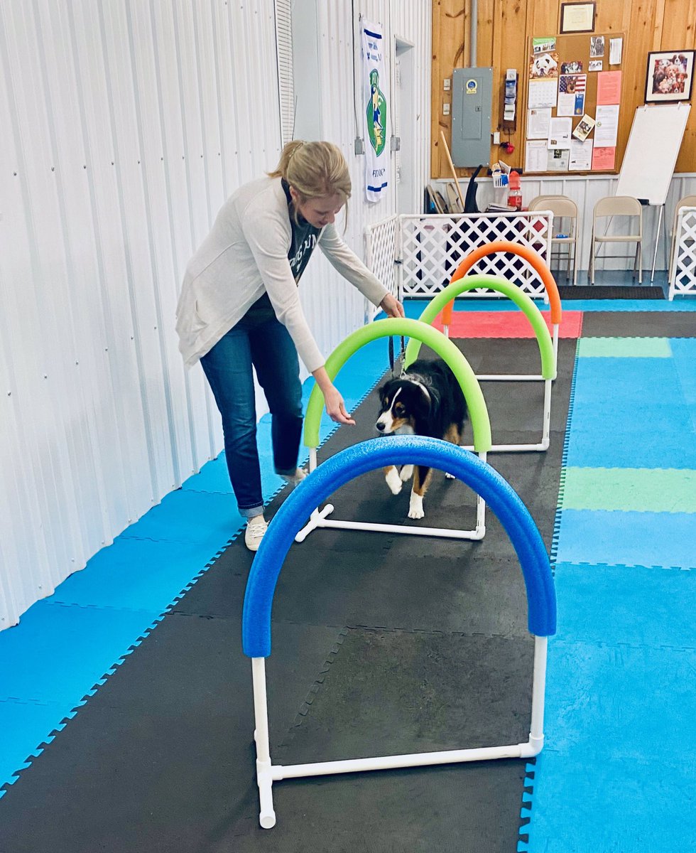 StacyMusick's tweet photo. Charlie passed his AKC Star Puppy training. First step on his journey to therapy dog. This little fella has a lot of personality and charms everyone he meets! #puppy #akc #dogtraining https://t.co/okeZpEVxlB