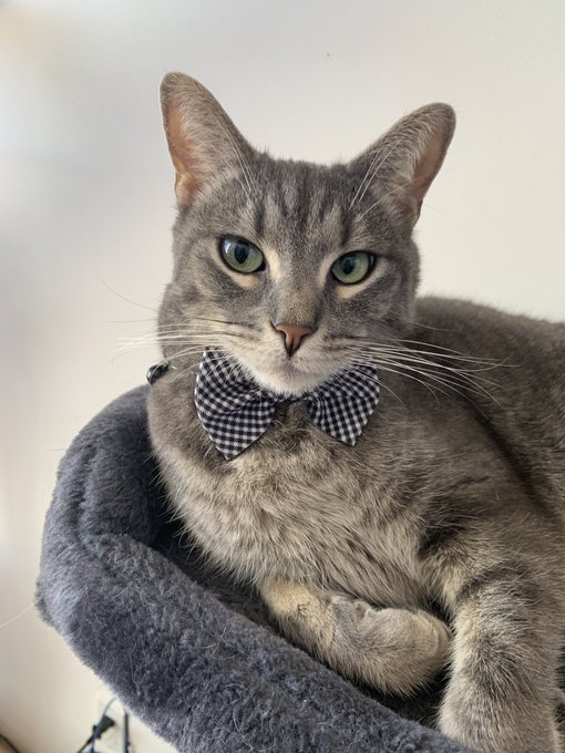 In case ya need a smile, here is Moby with his snazzy bow tie. 🙃 https://t.co/BsI7saSp9q<a href="/tag/amazingbeyondwords"class="tags"><span>#amazingbeyondwords</span></a>