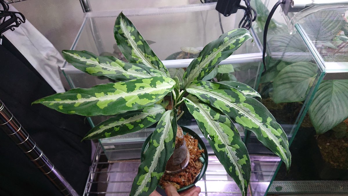 LA アグラオネマ Aglaonema pictum Aceh sumatera 【LA0121-01z-b