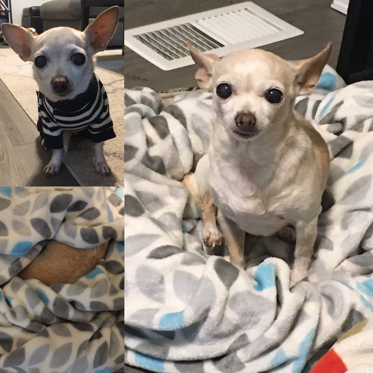 Ditched my jammies, I’m sleepin NAKED tonight!😳🐕🐾❤️
#lulubugs #lulubuginc #napqueen #chihuahua #dogsoftwitter #chihuahualife #famouschihuahua #adoptdontshop #rescuedismyfavoritebreed
