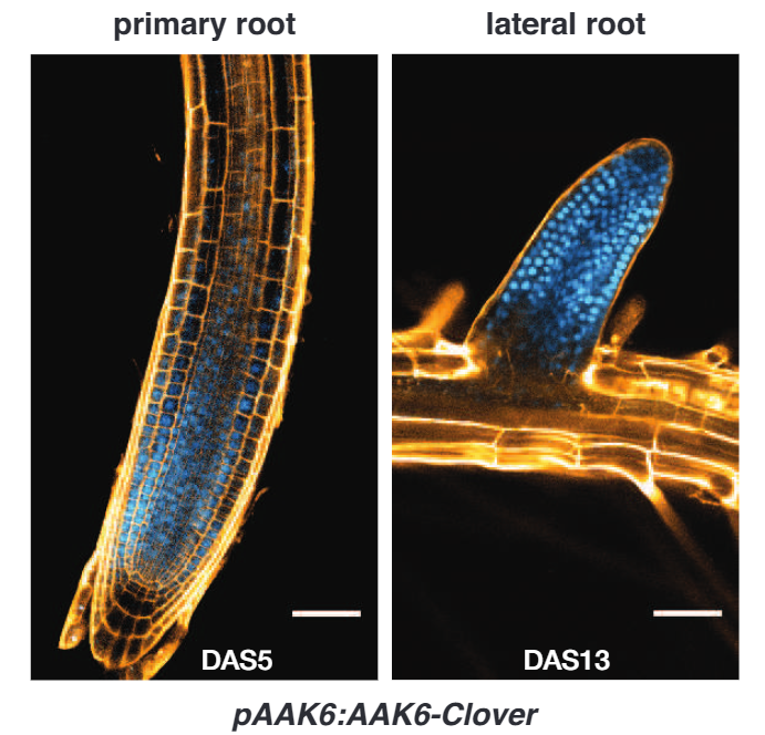NewPhyt's tweet photo. Some of the latest #plantscience accepted in New Phytologist:
🌞 Xu #Tansleyinsight #lightsignaling https://t.co/9I7taeGg7m
🌱 Slovak et al. #roots #OpenAccess https://t.co/sBbEVIbR24
🌳 Megonigal et al. #radon #trees https://t.co/2vxqCz83Gb https://t.co/RWj5k0i4qa