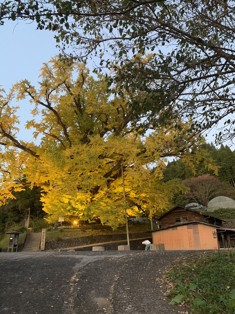 BEjXux6zrpERRTb's tweet photo. 下城の大イチョウ、今見頃です。 https://t.co/wB9OvZcB3L