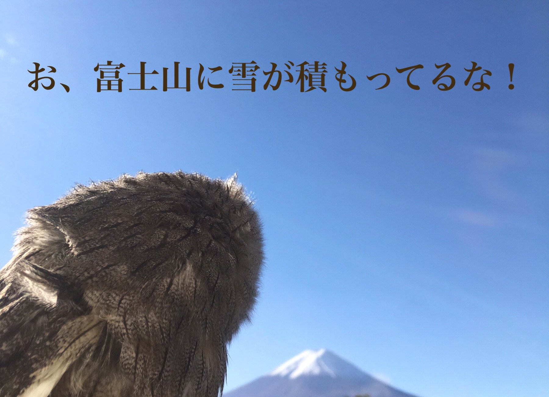 光田康典 Yasunorimitsuda 富士山の麓は朝方になると5度以下になる勢い 寒い 今年はかなり寒くなりそうな雰囲気です 暖炉もそろそろ焚かないといけない季節になってきました 問題はこの子 部屋を暖かくしてあげないと