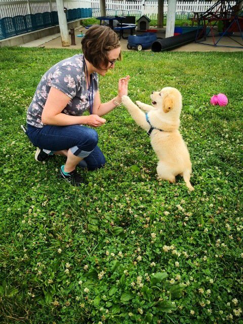 4 paws service dogs