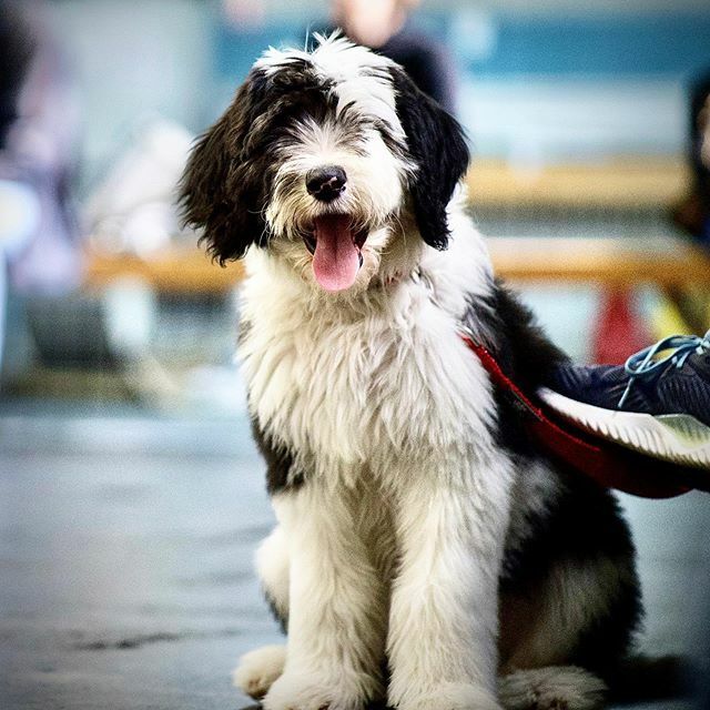 McCannDogs's tweet photo. Poppy the puppy has the perfect smile in our Puppy Headstart Class 😃🐶❤️
.
.
.
.
.
.
.
.
#puppytraining #puppytrainers #puppytrainingclass #puppytrainingclasses #puppysmile #puppysmiles #puppiesoftheday #puppiesofinstgram #puppiesofinstagram #puppysmi… https://t.co/Y2BK16dnS2 https://t.co/vD4jOBh2Um