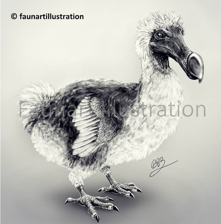 faunart's tweet photo. Dodo! 🕊️
Probably one of most charismatic exotic animals we've lost. I would love to have seen one in the flesh!
#sciart #scicomm #illustrationartists #illustrations #extinctanimals #sketches #rip #Science https://t.co/rE9PO8YIB1
