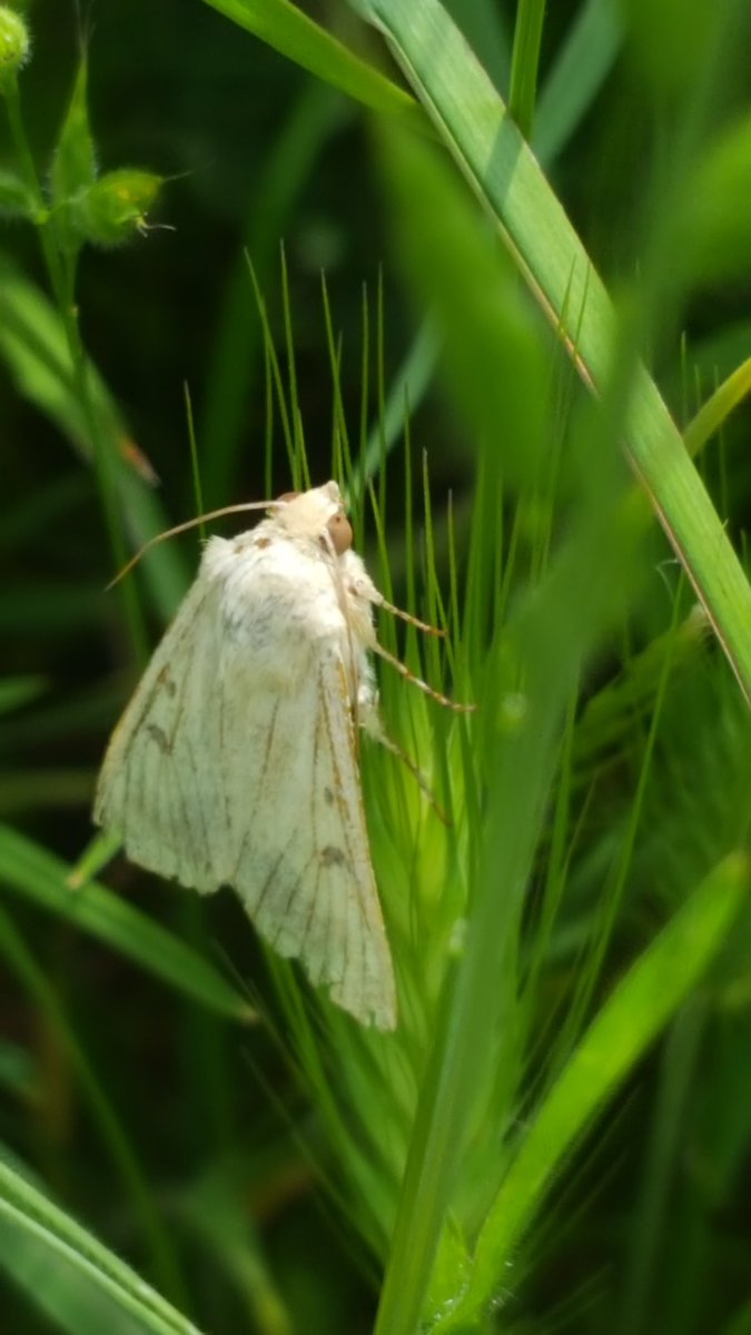 Nov 10-17th is #NationalPollinatorsWeek Australia. Get to know the insects near you, plant native and help wildlife #conservation #insects #foodcrops #nature A
