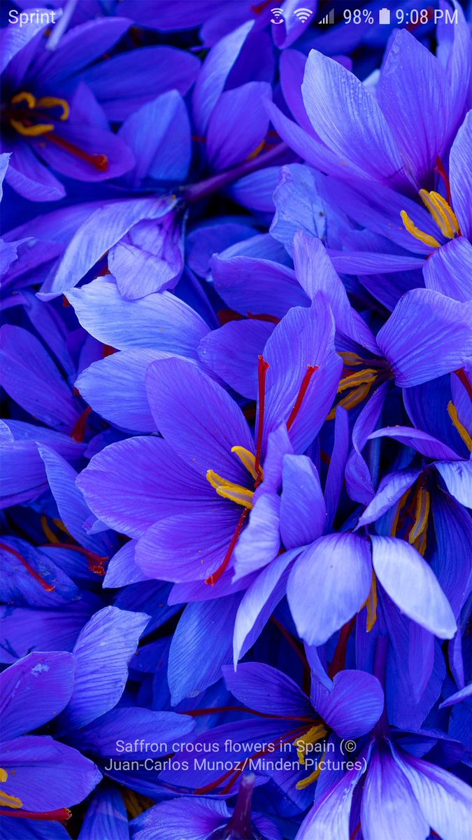 StorkOnTheCork's tweet image. #MicrosoftLauncher background of the day