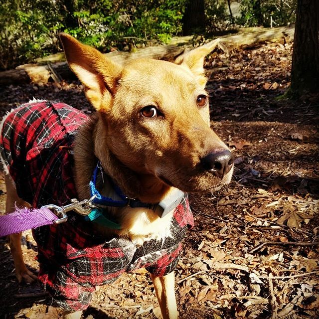 WayfaringMarlee's tweet photo. That side tho...Jamai is up for adoption @animalhaven! He can be a little timid but just needs to get to know you before opening up. Plus he looks great in flannel #warnermediavolunteerday #adoptdontshop #hikingwithdogs https://t.co/zspIyCI5lp