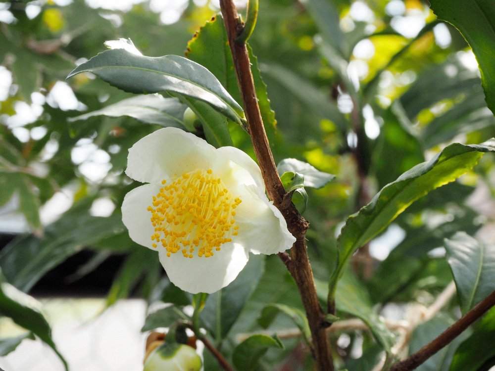 暦生活 こよみせいかつ Ar Twitter 茶の花 ちゃのはな 旬の草花 名前の通り お茶の木に咲く花である茶の花 椿にそっくりな小ぶりな花で 実も椿の実とそっくり 更に 成分も椿と似ているため 椿油と同じく化粧品などで使われることもあるようです 霜降