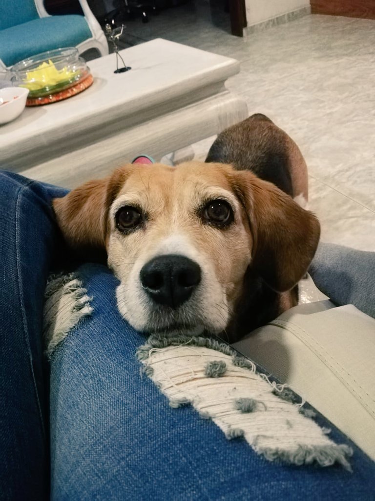 Mayling12980713's tweet photo. Mi perrita me mira así y me dan ganas de darle toda mi arepa🙈😍. https://t.co/rwDflEkEkp
