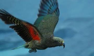 Haututu_Kea's tweet photo. Felt cute... might delete later IDK. #BirdOfTheYear @Forest_and_Bird https://t.co/gjK9dtaV52