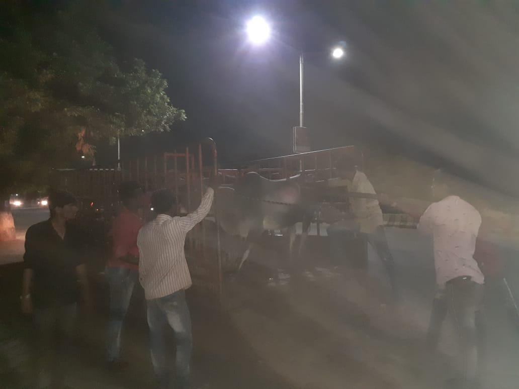 Our team is working day and night to catch stray bulls from city's roads. We appeal to ppl to not abandon their animals which then become nuisance in cities.@CollectorKutch  <a href="/PrantAnjar/">SDM ANJAR</a>