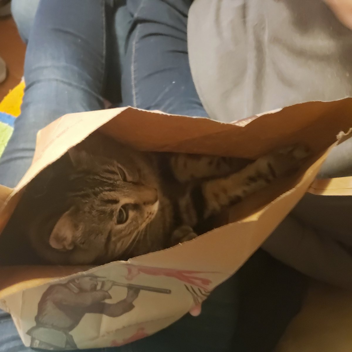 LittleCatPoofs's tweet photo. Ah, good, my kitten delivery is here. 

#whiskerswednesday https://t.co/7IphMey65W