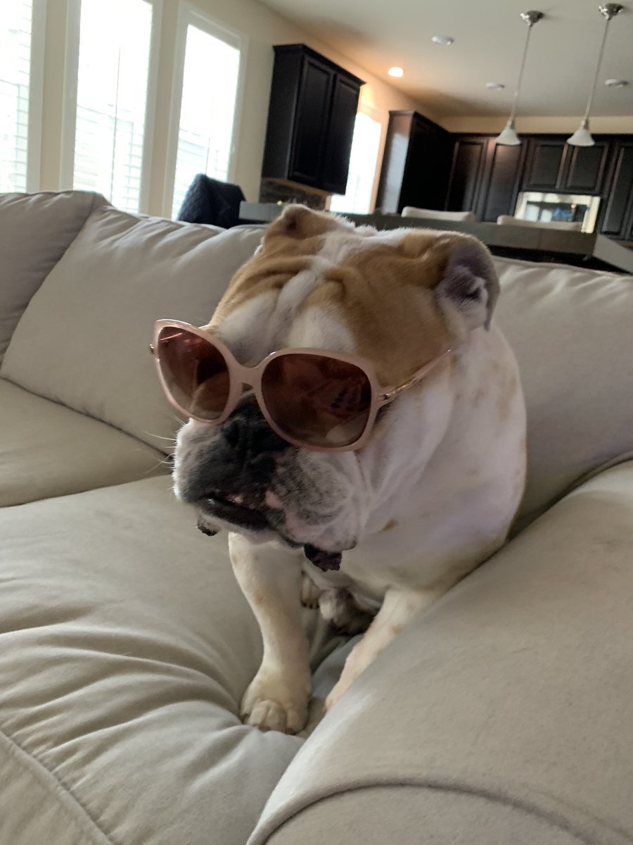 Racheldaizy77's tweet photo. Finn wants to know if it’s Friday yet. I swear I should have named him Garfield. #grumpybulldog #Ineedanap #bringmesnacks https://t.co/8nFlJtxj9P