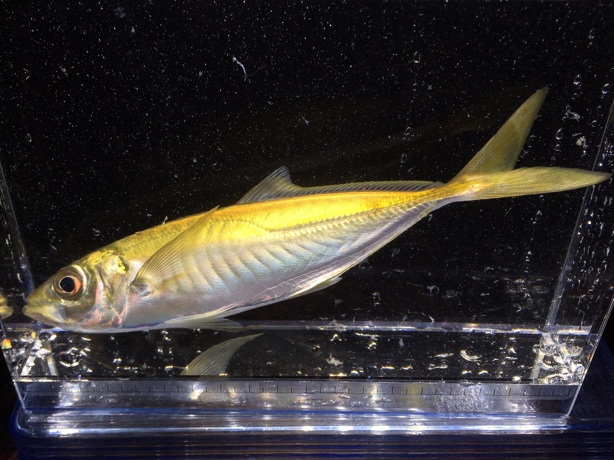 きな猫釣ch アジという魚を知っていますか 黄金に輝く綺麗な魚です マアジ 金アジ アジング T Co Zylpfzwbhf Twitter きな猫釣ch アジという魚を知っていますか 黄金に輝く綺麗な魚です マアジ 金アジ アジング T Co Zylpfzwbhf Twitter