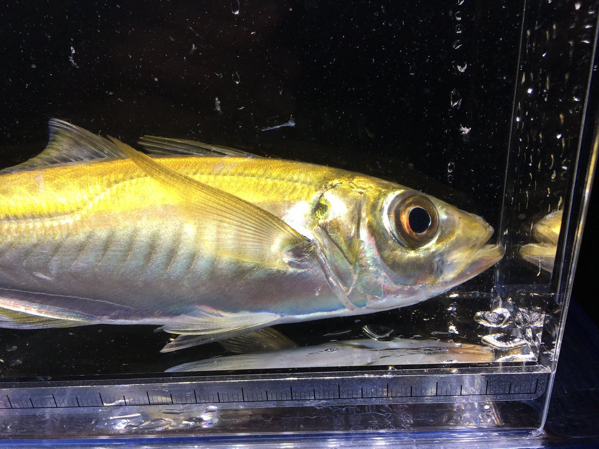 きな猫釣ch アジという魚を知っていますか 黄金に輝く綺麗な魚です マアジ 金アジ アジング きな猫釣ch アジという魚を知っていますか 黄金に輝く綺麗な魚です マアジ 金アジ アジング