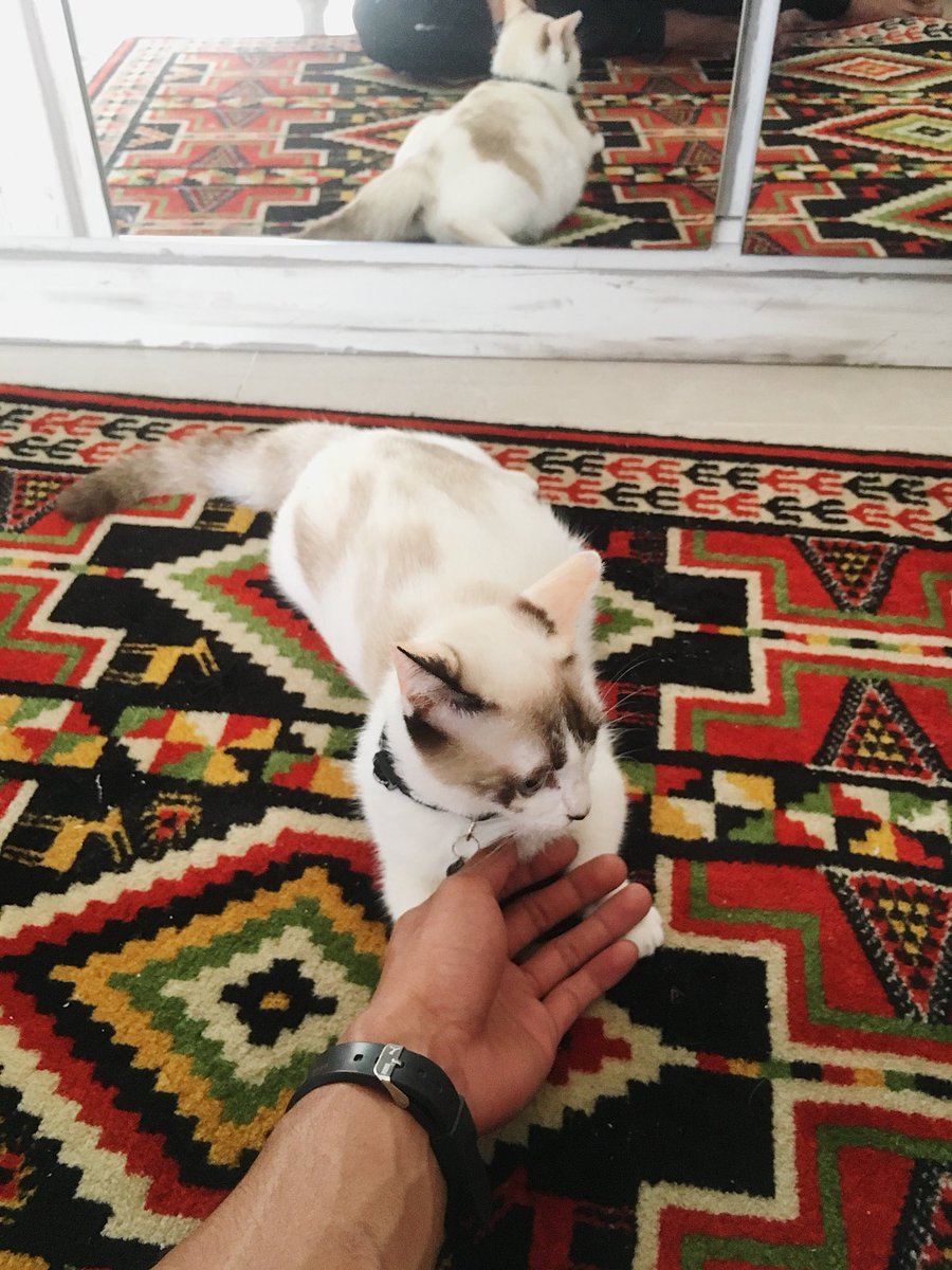 Izzat Khan tweet media