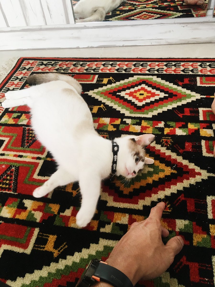 Izzat Khan tweet media