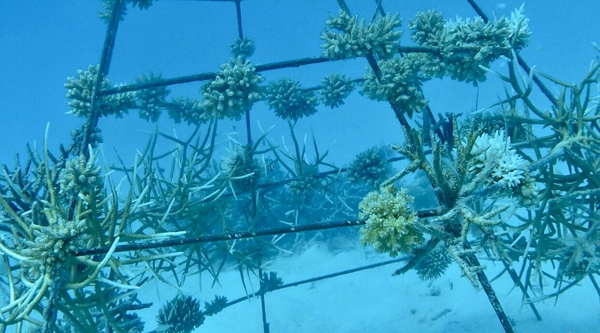 minthemaldives's tweet photo. One of the coral structures located in the house reef for coral restoration! Join us in our marine or coral program to get involved @sunshadevol 
#maldives #conservation #volunteer #coral #coralconservation #coralrestoration #natural #beauty #islandlife #discover #tropical https://t.co/JuDt6i5tnF