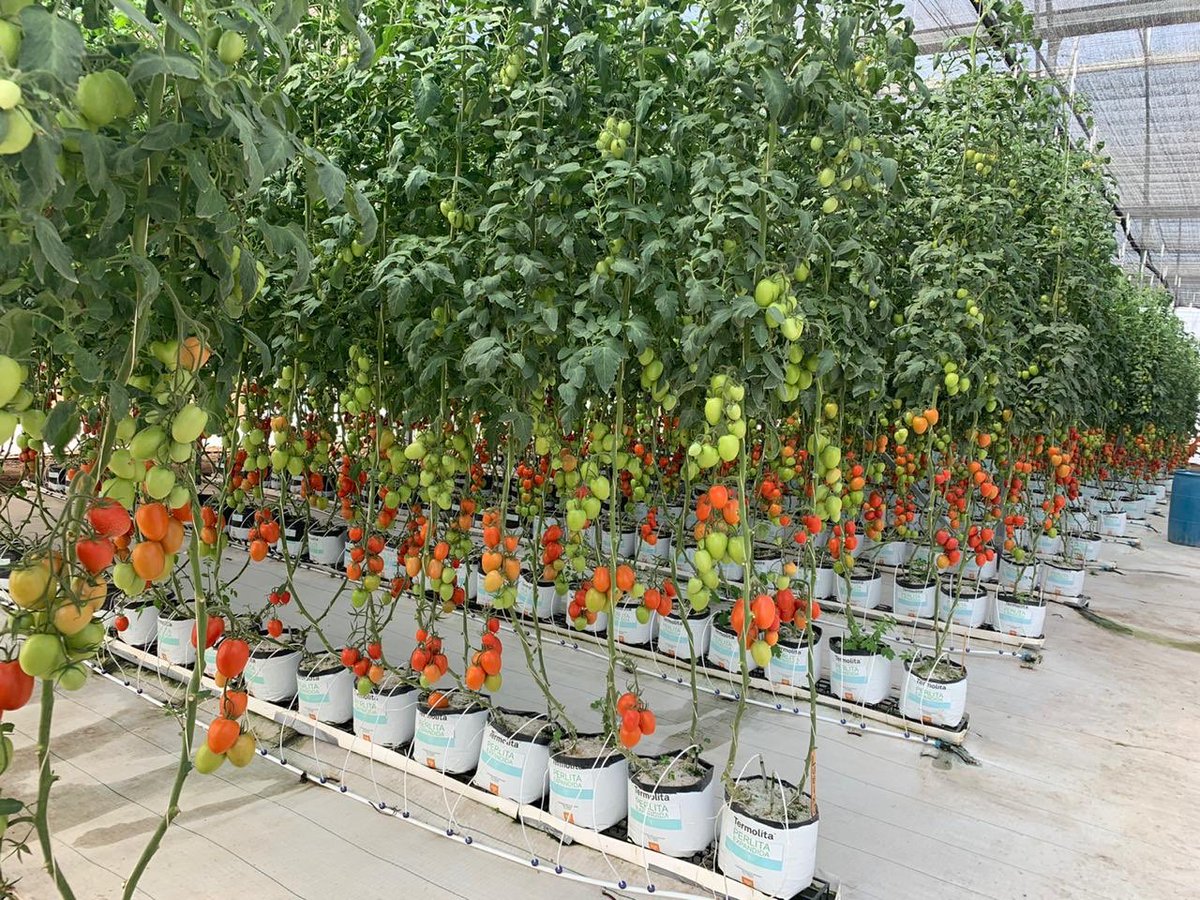 TERMOLITAH's tweet photo. #EXPOALIMENTARIA2019 #Guanajuato #Irapuato TERMOLITA INVERNADERO 4 https://t.co/mUH8pbOeXr