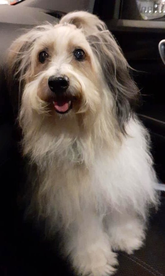 Tania_N8's tweet photo. Muchas gracias a todos los que ayudaron compartiendo a Lola en sus RT! Ya la encontramos! Esta bañada, con moño y toda la cosa, rescatada por una excelente persona! Gracias a todos y pf no le quiten la placa a sus mascotas 🐶🐾❤️... me volvió el alma al cuerpo! Estoy feliz! 😘 https://t.co/DqOiDhlnoO