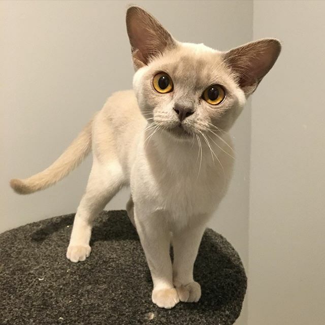 SoxNDotsBurmese's tweet photo. Beautifu Katie #strikeapose #andnailit ###burmesecat #burmesecats #kitties #cat #cats #catsofinstagram #catsofinsta #catsofworld #catsagram #mustlovecats #lovecats #nzcats #cutecat #instacats #instatcat #Meow #instacat_meows #kitty #kittycat #kittylove #… https://t.co/2bmj5QuP1c https://t.co/bn8vLZpFsf